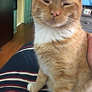 Dutches joined the competition — help win amazing prizes! blanket, cat, close_up, cozy, dresser, feline, fur, furniture, ginger_cat, hardwood_floor, home, indoor, nose, paw, pet, portrait, sleepy, striped_blanket, tabby, whiskers