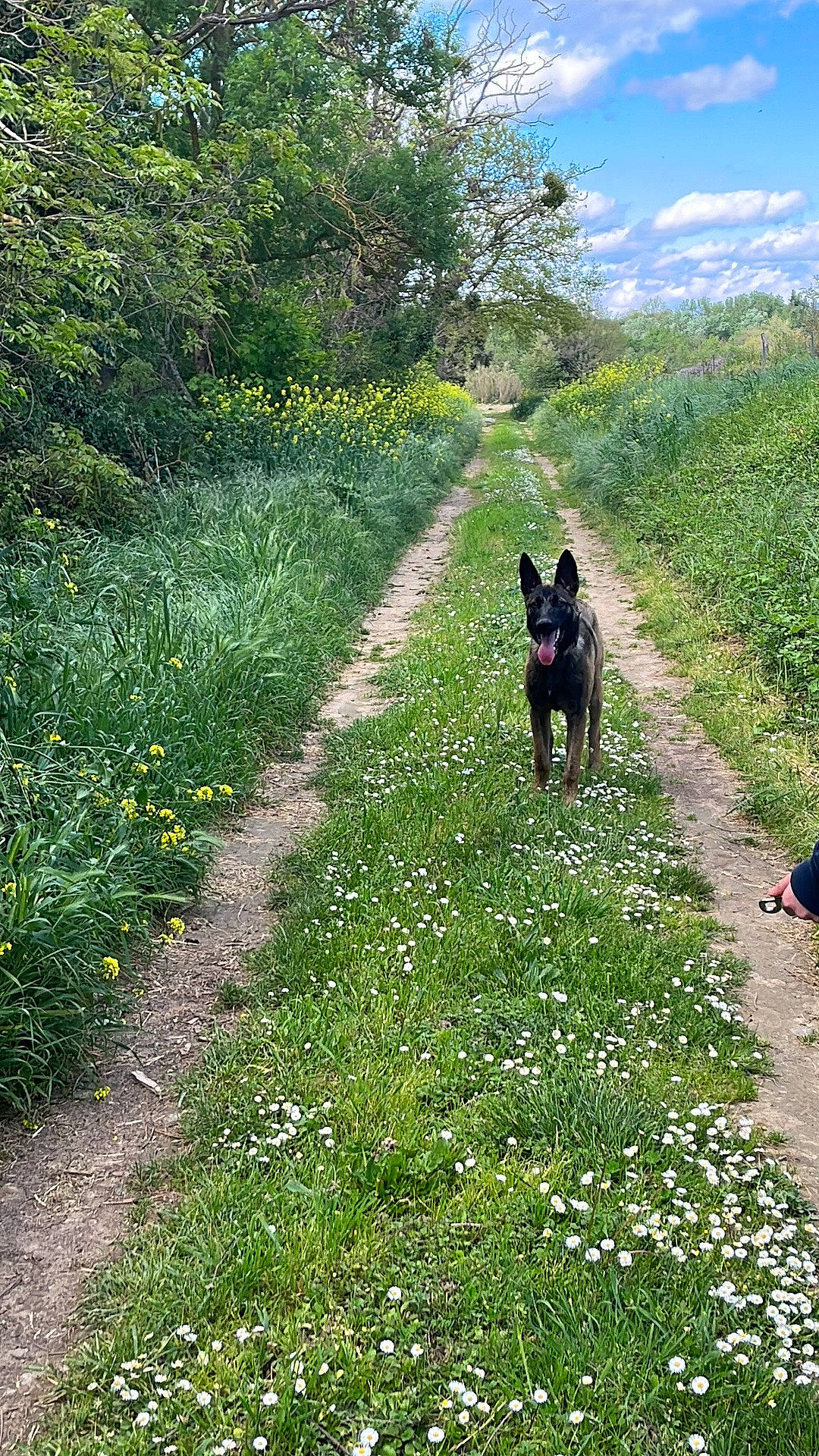 Eyko a rejoint le concours — aidez-le/la à gagner de superbes lots ! carnivore, cloud, dog, dog_breed, flower, grass, grass_family, grassland, groundcover, landscape, meadow, natural_landscape, plant, plant_community, shrub, sky, sporting_group, trail, tree, working_animal