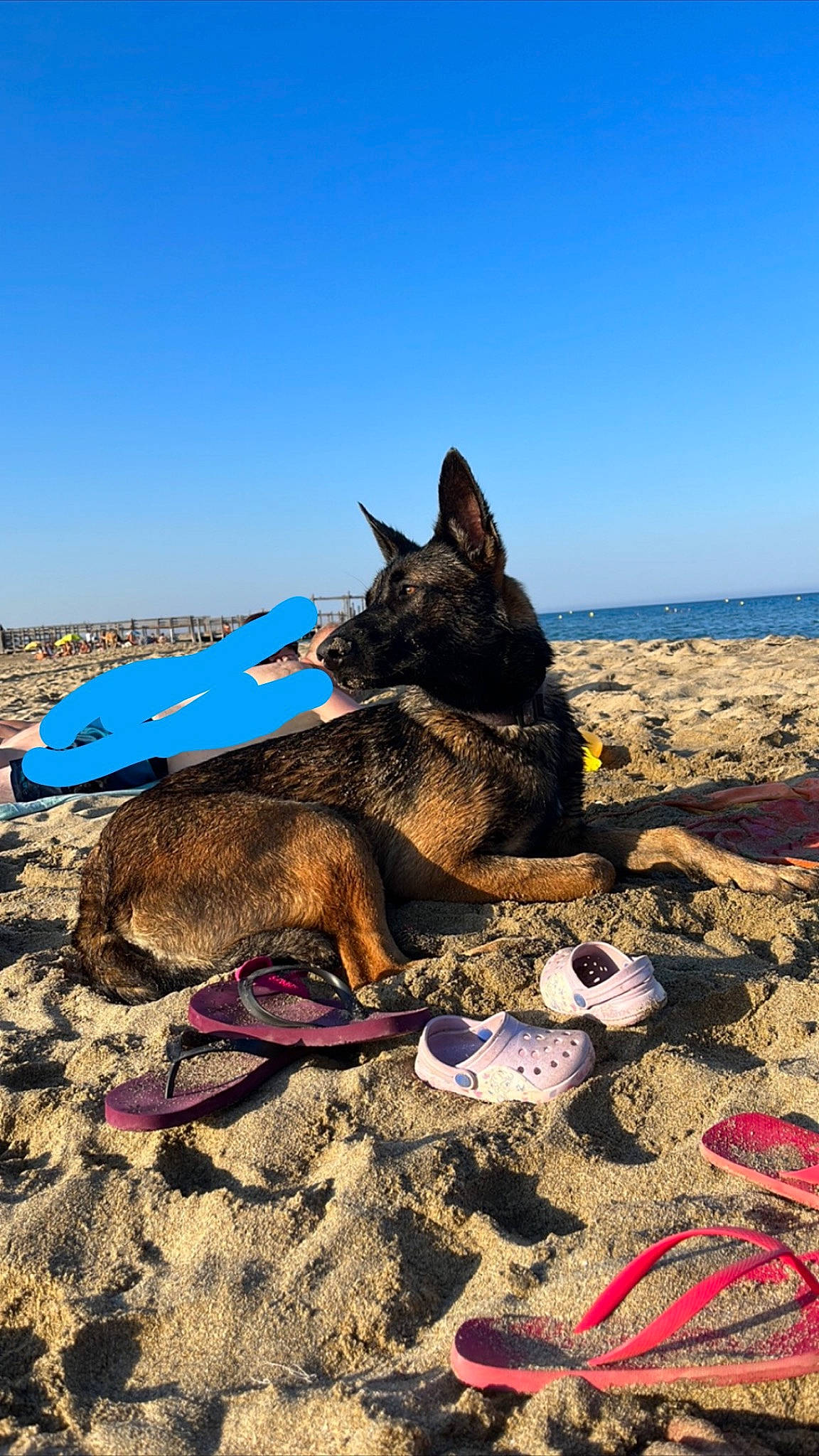 Eyko a rejoint le concours — aidez-le/la à gagner de superbes lots ! beach, canidae, carnivore, coastal_and_oceanic_landforms, dog, dog_breed, electric_blue, fun, landscape, leisure, recreation, rock, sand, shore, sky, soil, travel, water, wood, working_animal