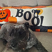 Chunk is registered to the contest to win money with this photo: animal, autumn, couch, cozy, cute, decor, dog, fabric, furniture, gray_dog, halloween, home, indoor, letters, pet, pillow, pumpkin, resting, seasonal, text