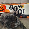 animal, autumn, couch, cozy, cute, decor, dog, fabric, furniture, gray_dog, halloween, home, indoor, letters, pet, pillow, pumpkin, resting, seasonal, text