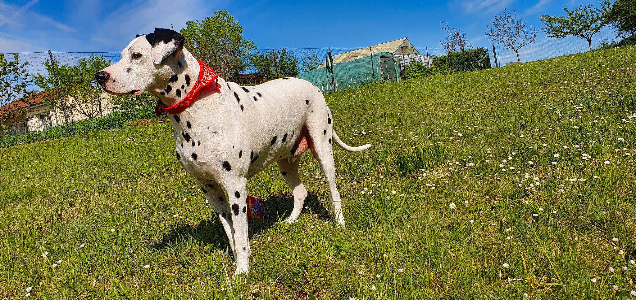 Bounty participe au concours pour gagner de l'argent avec cette photo : carnivore, cloud, collar, companion_dog, dalmatian, dog, dog_breed, dog_collar, fawn, grass, grassland, landscape, leash, plant, prairie, sky, snout, sporting_group, tree, working_animal