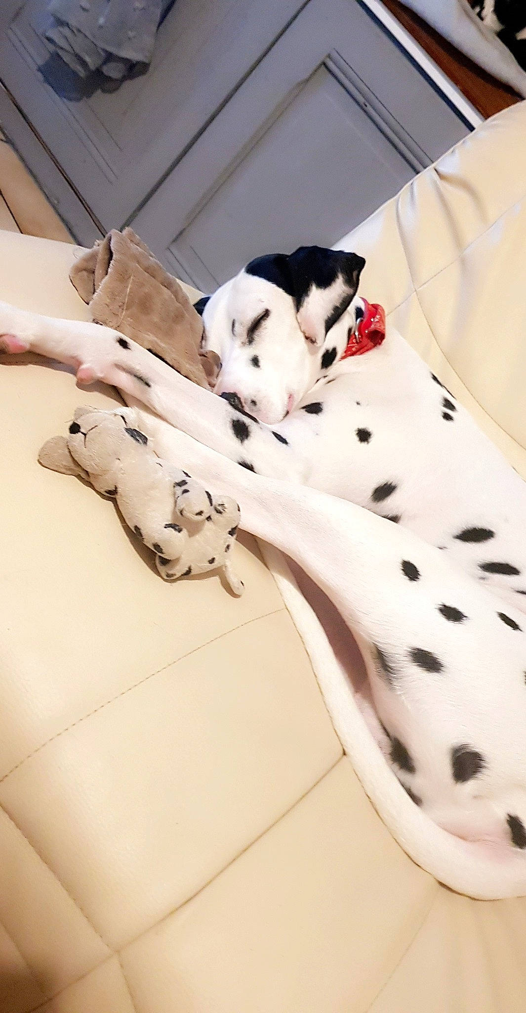 Bounty a rejoint le concours — aidez-le/la à gagner de superbes lots ! carnivore, comfort, companion_dog, dalmatian, dog, dog_breed, dog_supply, fawn, felidae, flooring, linens, pattern, paw, pet_supply, snout, tail, toy, whiskers, wood, working_animal