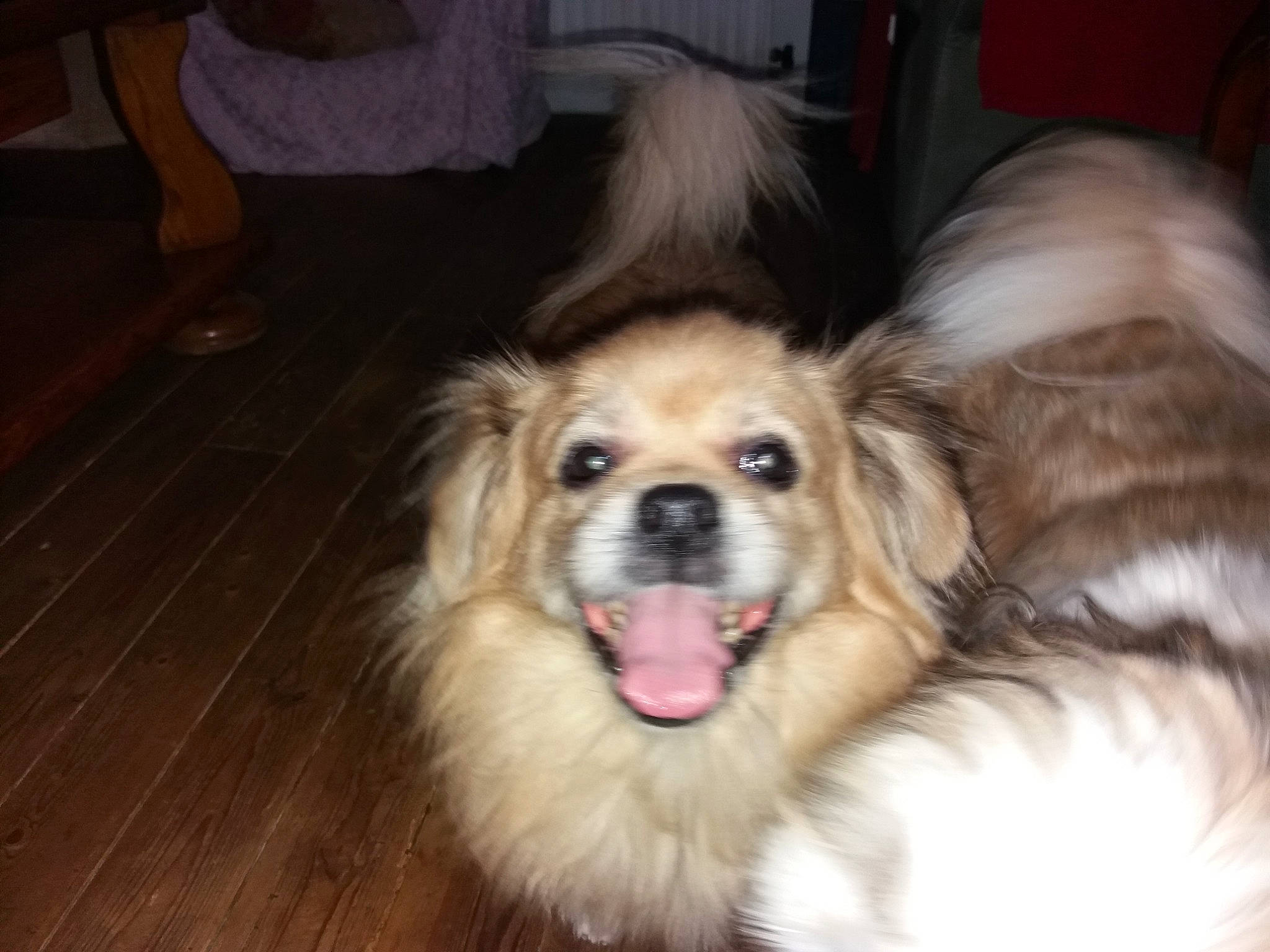 Eden Et Frodon participe au concours pour gagner de l'argent avec cette photo : brown, canidae, carnivore, companion_dog, dog, dog_breed, fawn, floor, flooring, fur, iris, jaw, liver, snout, sporting_group, tongue, tooth, whiskers, wood_flooring, working_animal