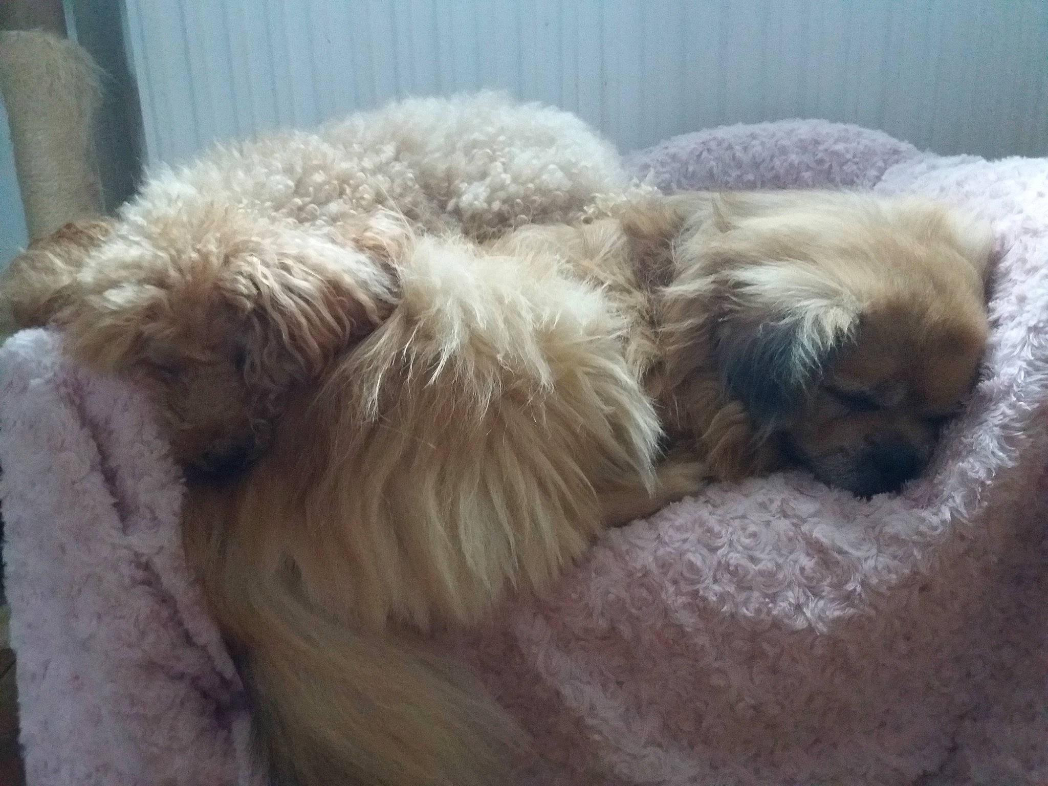 Eden Et Frodon a rejoint le concours — aidez-le/la à gagner de superbes lots ! canidae, carnivore, companion_dog, dog, dog_bed, dog_breed, dog_supply, fawn, fur, liver, pet_supply, puppy, sporting_group, terrier, toy_dog, working_animal, working_dog