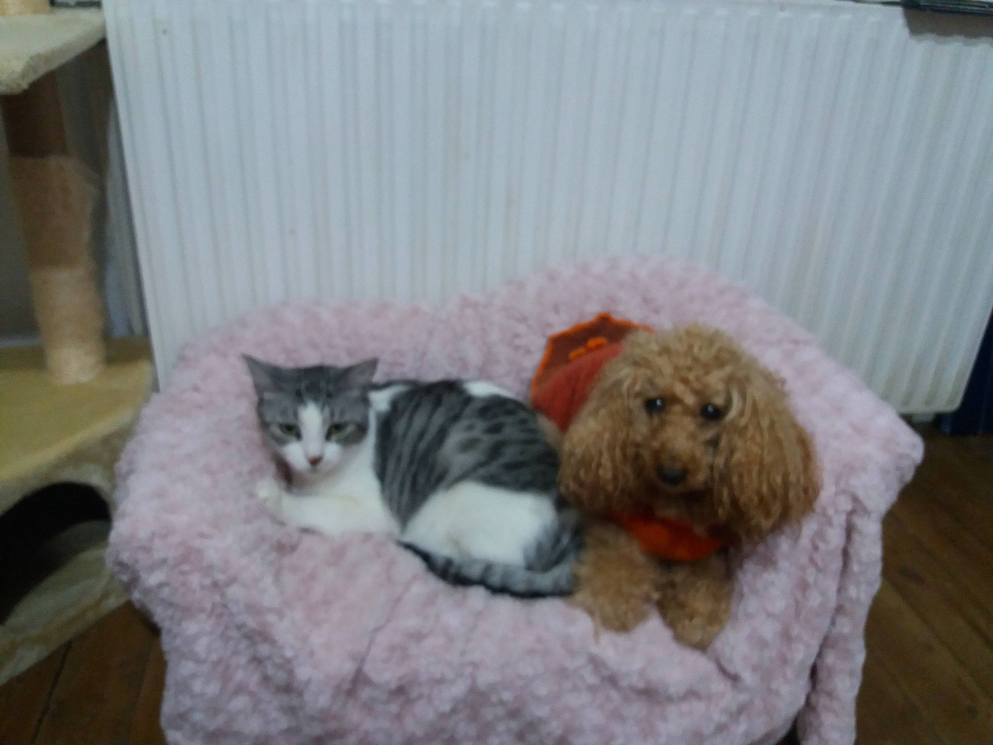 Eden Et Frodon a rejoint le concours — aidez-le/la à gagner de superbes lots ! carnivore, cat, cat_bed, cat_supply, comfort, domestic_short_haired_cat, felidae, fur, home, home_accessories, kitten, linens, pet_supply, room, small_to_medium_sized_cats, stuffed_toy, toy, vertebrate, water_dog, whiskers