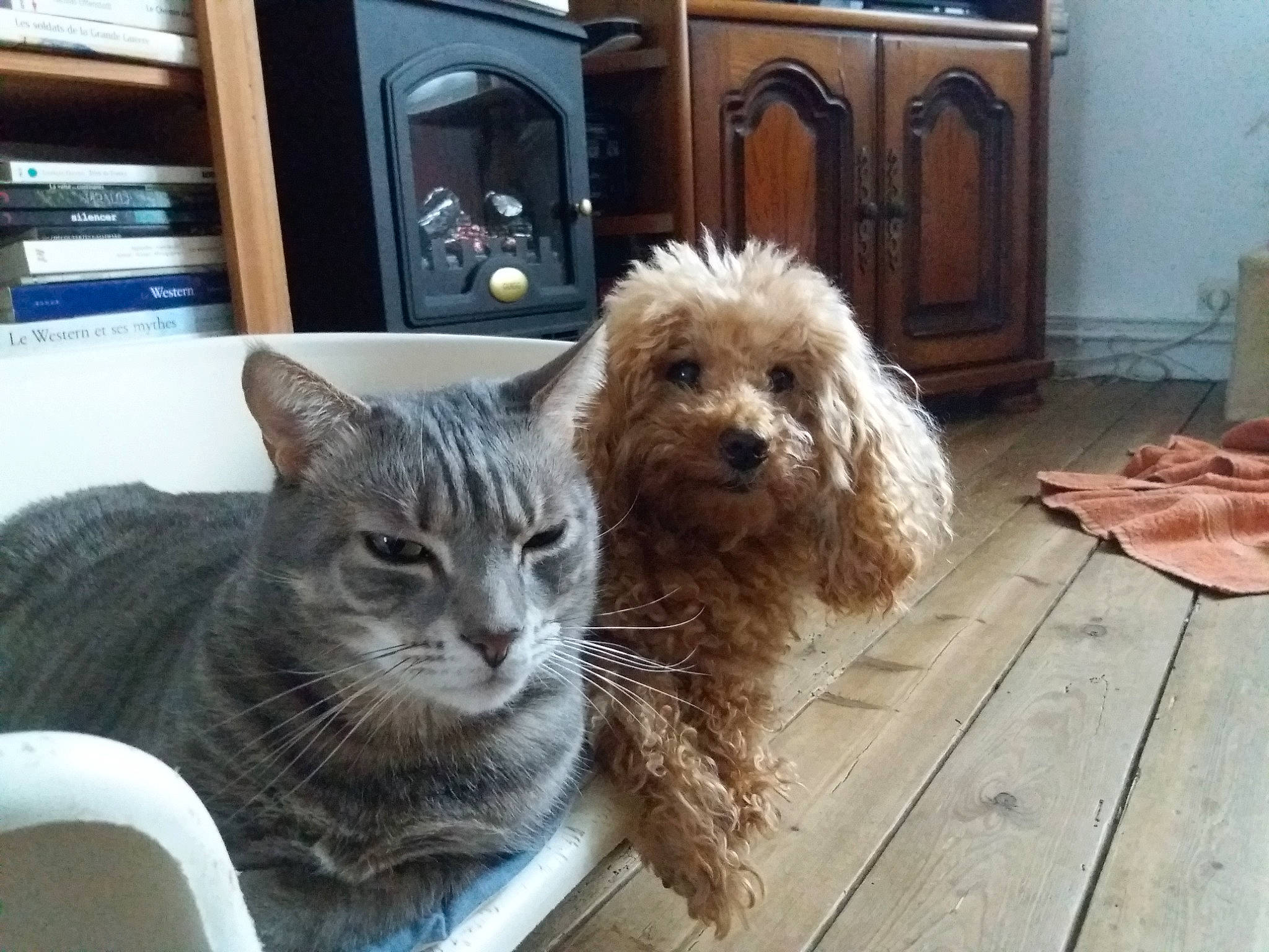 Eden Et Frodon participe au concours pour gagner de l'argent avec cette photo : cabinetry, carnivore, cat, cupboard, dog, dog_breed, drawer, felidae, floor, flooring, hardwood, home, home_appliance, liver, major_appliance, mammal, small_to_medium_sized_cats, vertebrate, wood, wood_stain