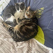 Paga participe au concours pour gagner de l'argent avec cette photo : animal, bed, blanket, cat, cats, comfort, cozy, cute, domestic_animal, eyes, feline, fur, grey_cat, indoor, pet, resting, sleeping_area, snuggling, soft, tabby_cat