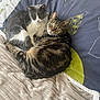 animal, bed, blanket, cat, cats, comfort, cozy, cute, domestic_animal, eyes, feline, fur, grey_cat, indoor, pet, resting, sleeping_area, snuggling, soft, tabby_cat