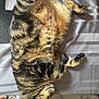 Paga participe au concours pour gagner de l'argent avec cette photo : bed, cat, cylindrical_object, domestic_animal, ear, feline, fur, indoor, notebook, paw, person_leg, pet, relaxing, resting, sleeping, slipper, striped_bedspread, striped_pattern, tabby_cat, whiskers