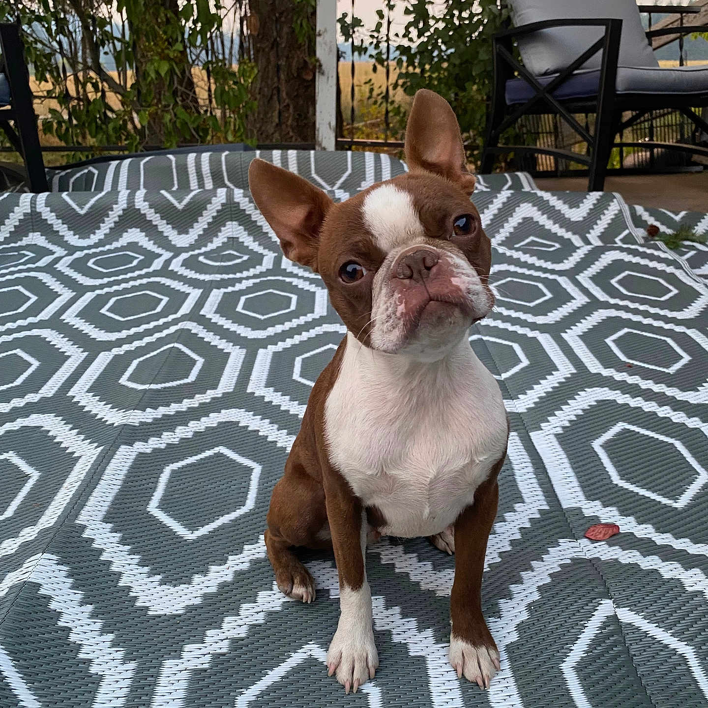 Lily Pad