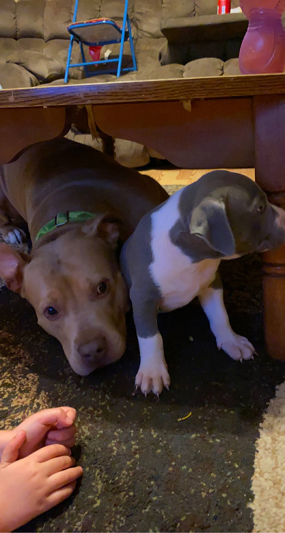 Turbo is registered to the contest to win money with this photo: box, canidae, carnivore, companion_dog, desk, dog, dog_breed, domestic_pig, fawn, flooring, livestock, mammal, snout, sporting_group, suidae, table, terrestrial_animal, vertebrate, wood, working_animal