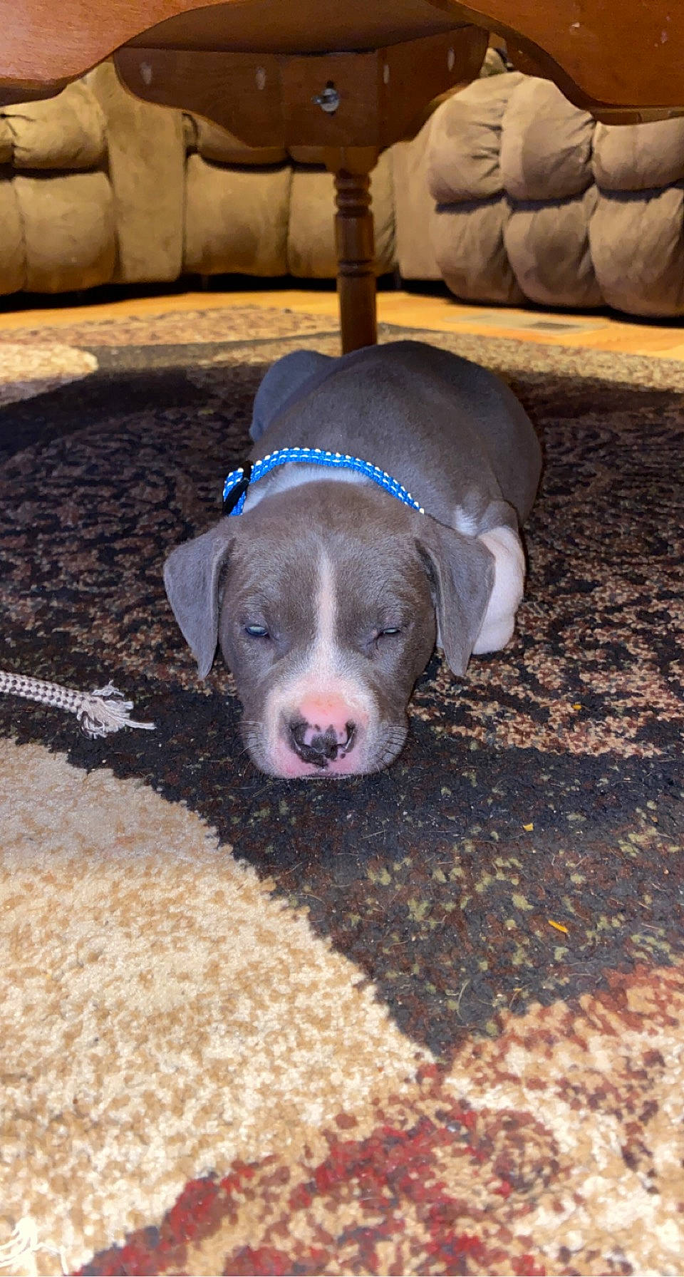 Turbo is registered to the contest to win money with this photo: canidae, carnivore, comfort, companion_dog, couch, dog, dog_breed, fawn, floor, flooring, fur, living_room, mat, non_sporting_group, snout, sporting_group, whiskers, wood, working_animal