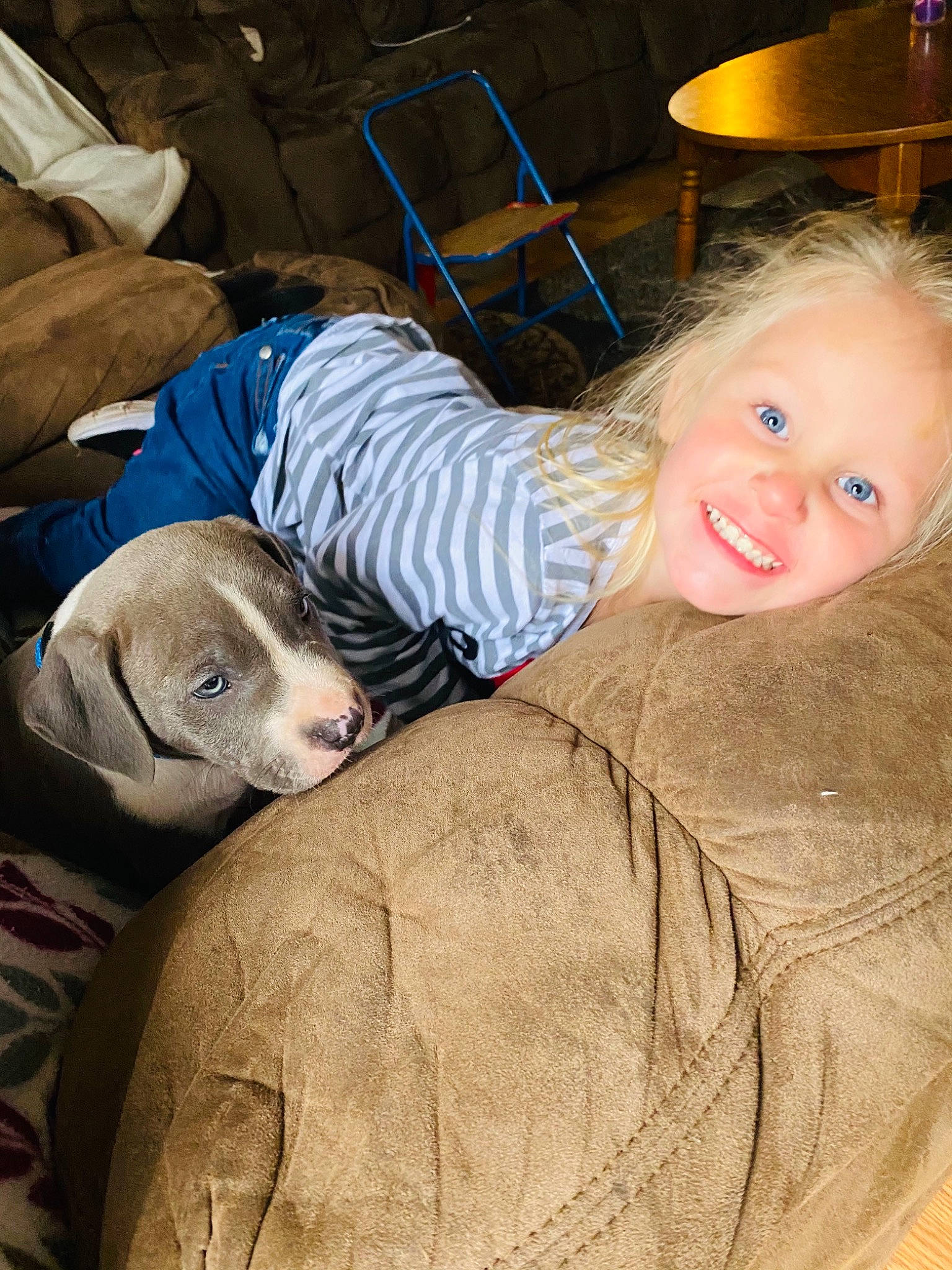 Turbo is registered to the contest to win money with this photo: carnivore, chair, child, comfort, companion_dog, couch, dog, dog_breed, fawn, fun, fur, guard_dog, happy, linens, liver, sitting, smile, sporting_group, table, textile