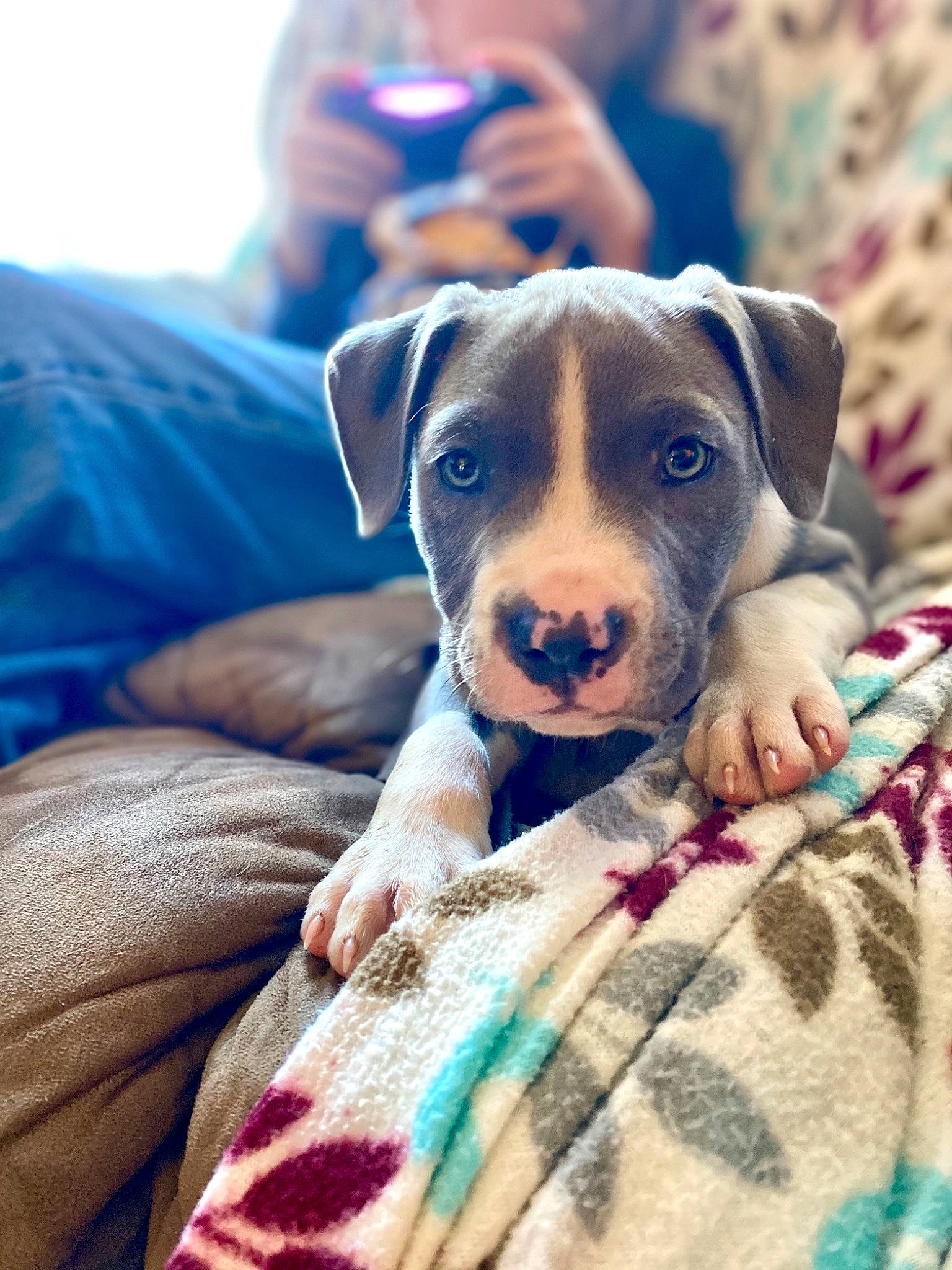 Turbo joined the competition — help win amazing prizes! canidae, carnivore, close_up, comfort, companion_dog, couch, dog, dog_breed, dog_supply, electric_blue, fawn, grass, guard_dog, linens, pattern, snout, sporting_group, terrestrial_animal, whiskers, working_animal