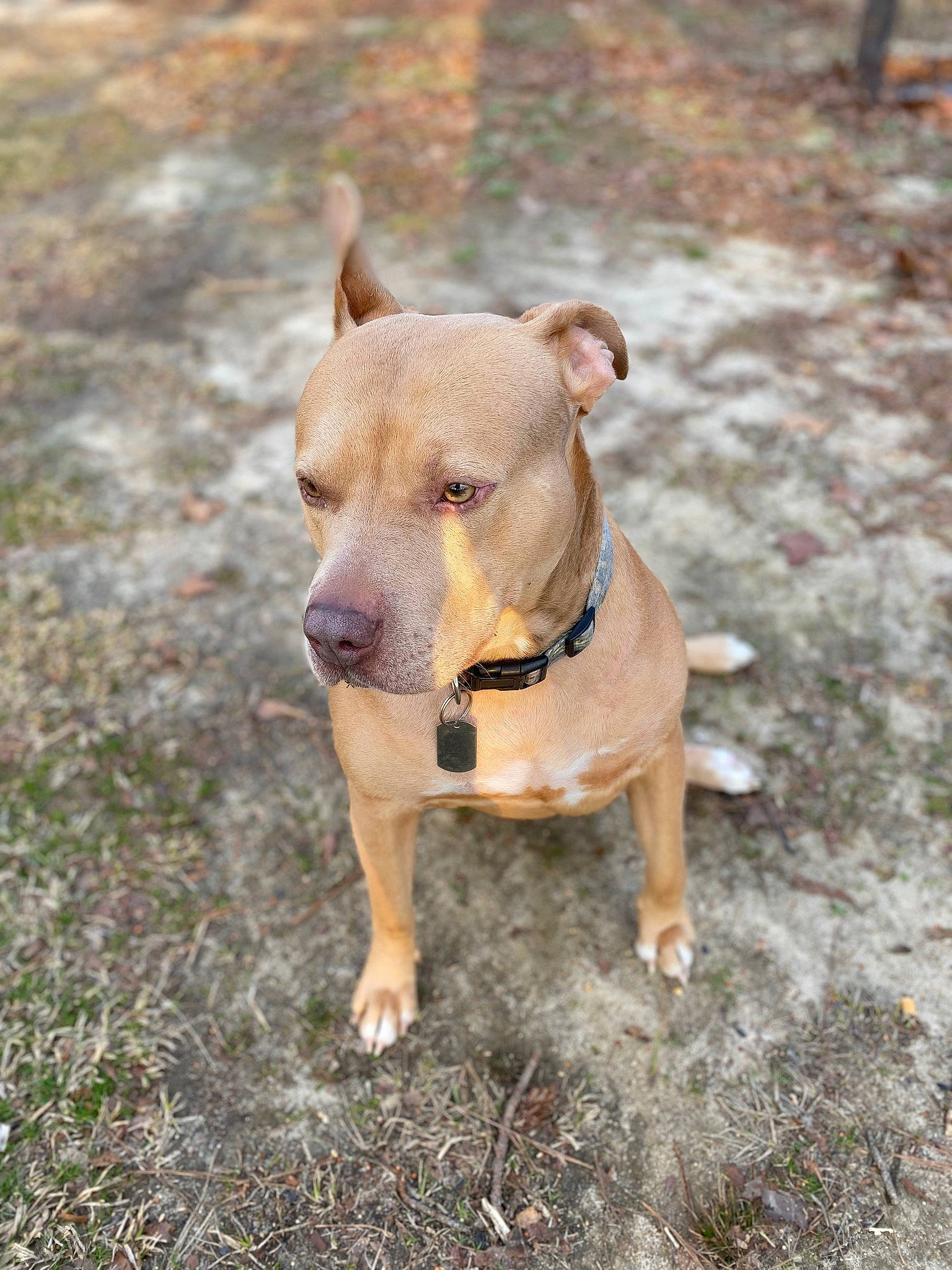 Diesel joined the competition — help win amazing prizes! adventure, carnivore, collar, companion_dog, dog, dog_breed, dog_clothes, dog_collar, fawn, grass, leash, plant, snout, soil, sporting_group, tail, terrestrial_animal, tree, whiskers, working_animal