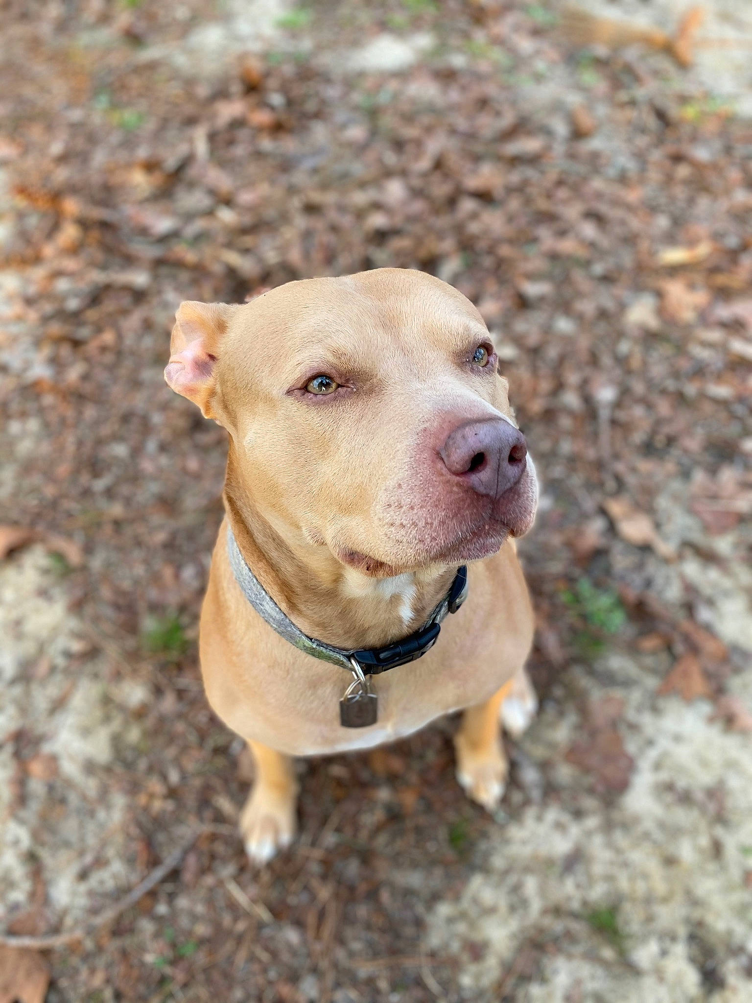 Diesel is registered to the contest to win money with this photo: carnivore, collar, companion_dog, dog, dog_breed, dog_collar, dog_supply, fawn, grass, leash, liver, pet_supply, retriever, snout, soil, sporting_group, whiskers, wood, working_animal, wrinkle
