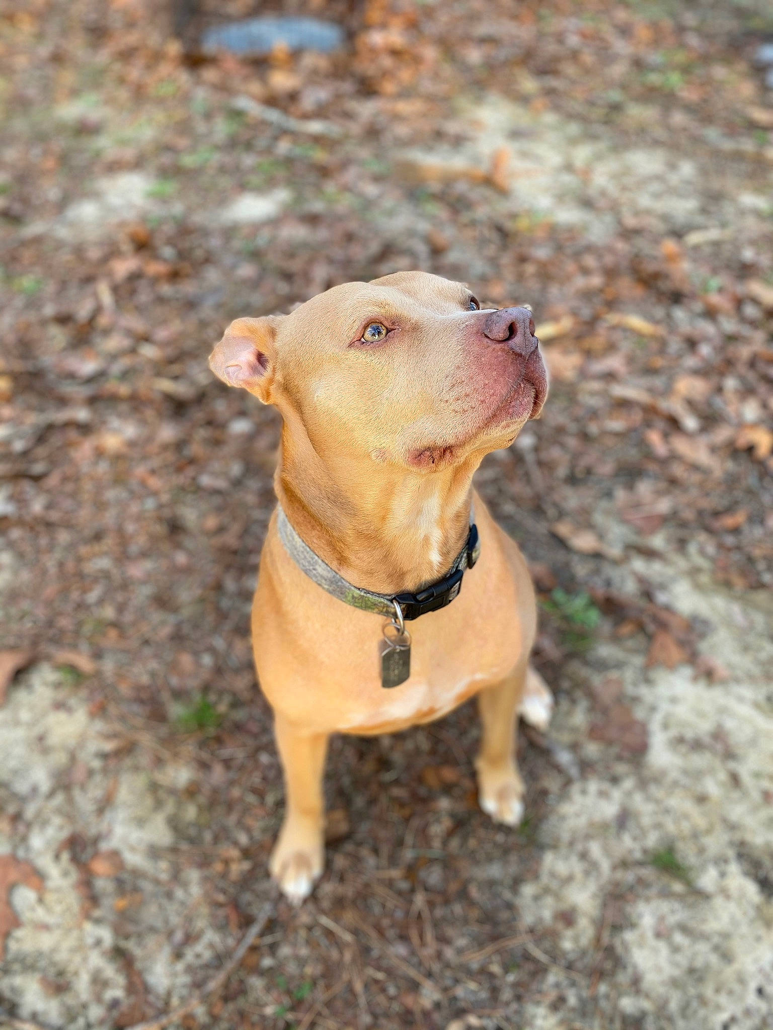 Diesel joined the competition — help win amazing prizes! carnivore, collar, companion_dog, dog, dog_breed, dog_collar, fashion_accessory, fawn, grass, leash, liver, pet_supply, plant, retriever, snout, soil, tree, whiskers, wood, working_animal