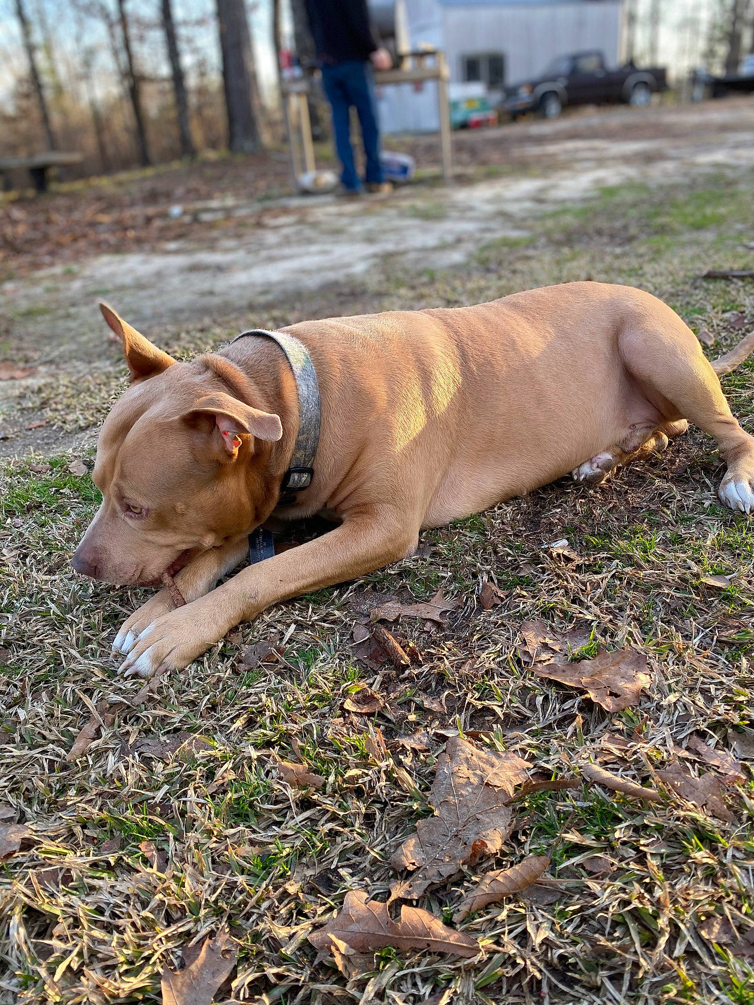 Diesel is registered to the contest to win money with this photo: canidae, carnivore, collar, companion_dog, dog, dog_breed, dog_collar, dog_supply, fawn, grass, leash, liver, pet_supply, sky, snout, soil, sporting_group, tail, wood, working_animal