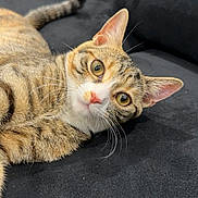 Mini joined the competition — help win amazing prizes! animal, black_fabric, cat, closeup, couch, curious, cute, domestic_cat, ears, eyes, feline, fur, indoor, lying_down, pet, relaxed, soft_texture, tabby_cat, tail, whiskers