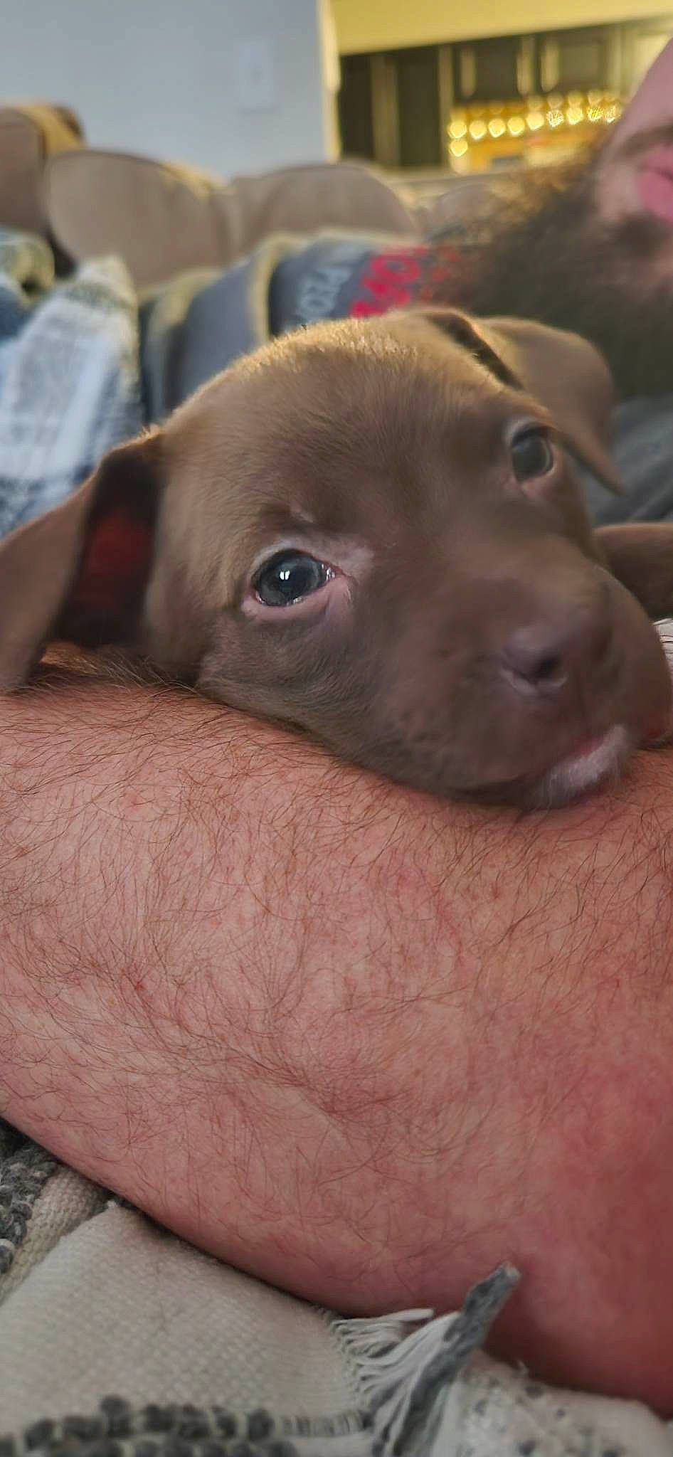 Dixie is registered to the contest to win money with this photo: canidae, carnivore, companion_dog, dog, dog_breed, ear, fawn, fur, gun_dog, liver, pet_supply, puppy, snout, sporting_group, terrestrial_animal, whiskers, working_animal