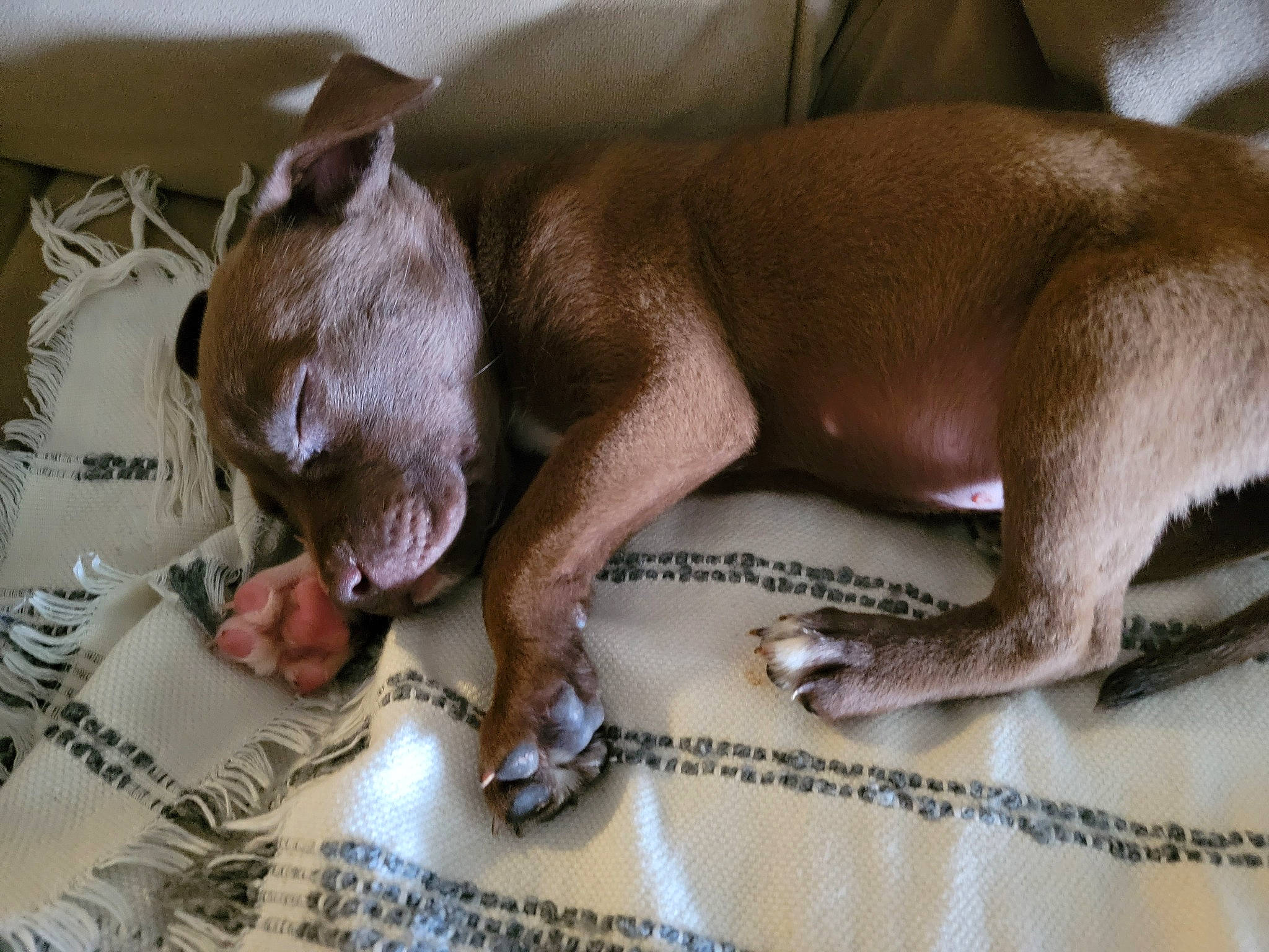 Dixie joined the competition — help win amazing prizes! carnivore, comfort, companion_dog, dog, dog_breed, fawn, liver, mammal, pattern, paw, snout, sporting_group, terrestrial_animal, whiskers, working_animal