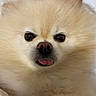 dog, pomeranian, fluffy, close_up, tongue_out, cute, pet, animal, cream_color, fur, face, nose, eyes, indoors, portrait, adorable, whiskers, soft, mammal, companion
