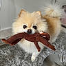 dog, pomeranian, toy, stuffed_animal, carpet, indoor, pet, fluffy, cute, small_dog, animal, playful, brown_toy, white_wall, tail, floor, household, pet_toy, nose, fur