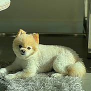 Niña is registered to the contest to win money with this photo: dog, pomeranian, pet, animal, fluffy, indoor, rug, floor, sunlight, resting, cute, small_dog, canine, furry, domestic_animal, companion, laying_down, closeup, portrait, quiet