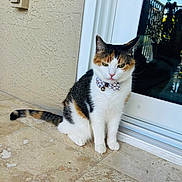 Bella joined the competition — help win amazing prizes! cat, calico_cat, bow_tie, pet, animal, indoor, floor, tile, door, glass_door, reflection, feline, sitting, fur, whiskers, tail, cute, domestic_cat, portrait, accessory