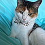 Bella is registered to the contest to win money with this photo: cat, calico, bow_tie, pet, feline, animal, cute, soft, blanket, turquoise, relaxed, indoor, domestic, fur, whiskers, closeup, portrait, collar, bell, resting