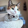 Bella is registered to the contest to win money with this photo: cat, calico, bow_tie, pet, animal, indoor, close_up, fur, whiskers, green_eyes, plush_bed, comfortable, domestic_cat, portrait, cute, feline, soft_light, relaxed, collar, bell