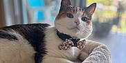 Bella joined the competition — help win amazing prizes! cat, bow_tie, pet, indoor, cozy, bed, feline, white, brown, black, fur, collar, bell, close_up, portrait, relaxed, window, daylight, blurred_background, cute