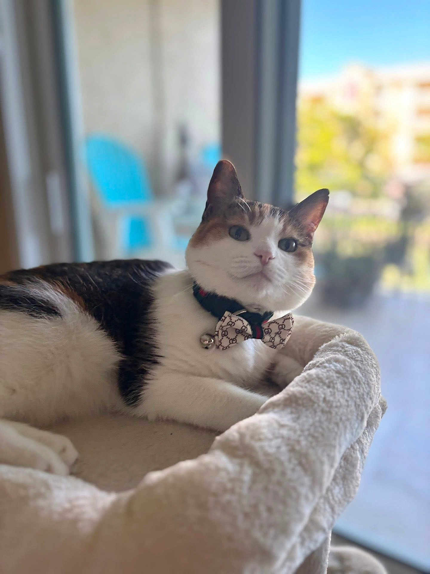 Bella