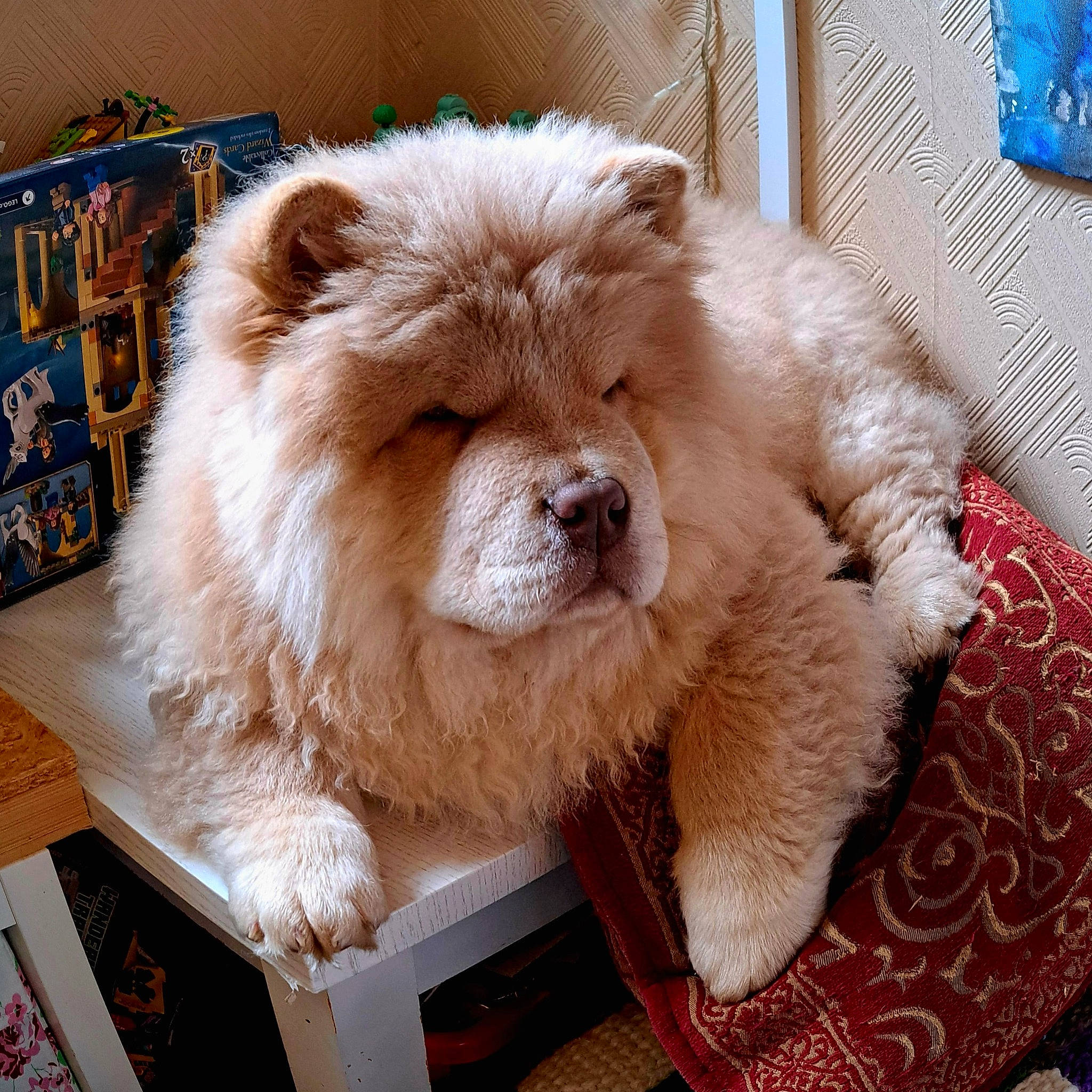 Quill is registered to the contest to win money with this photo: blue, box, canidae, carnivore, companion_dog, dog, dog_breed, fawn, fur, liver, non_sporting_group, snout, sporting_group, terrestrial_animal, toy, toy_dog, whiskers, working_animal