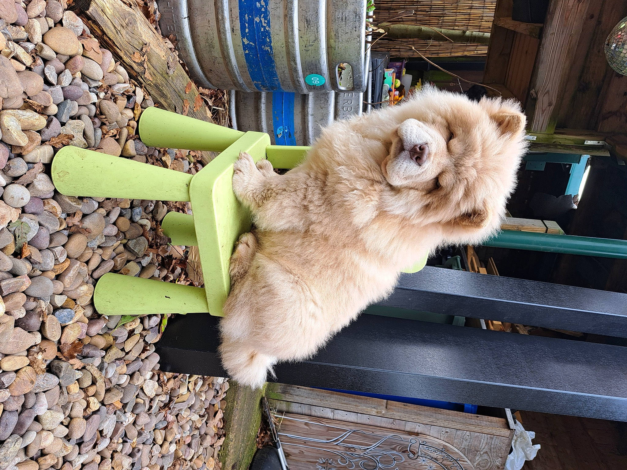 Quill joined the competition — help win amazing prizes! canidae, carnivore, cat, claw, companion_dog, dog_breed, fawn, felidae, fur, paw, small_to_medium_sized_cats, spitz, sporting_group, tail, whiskers, wood, working_animal