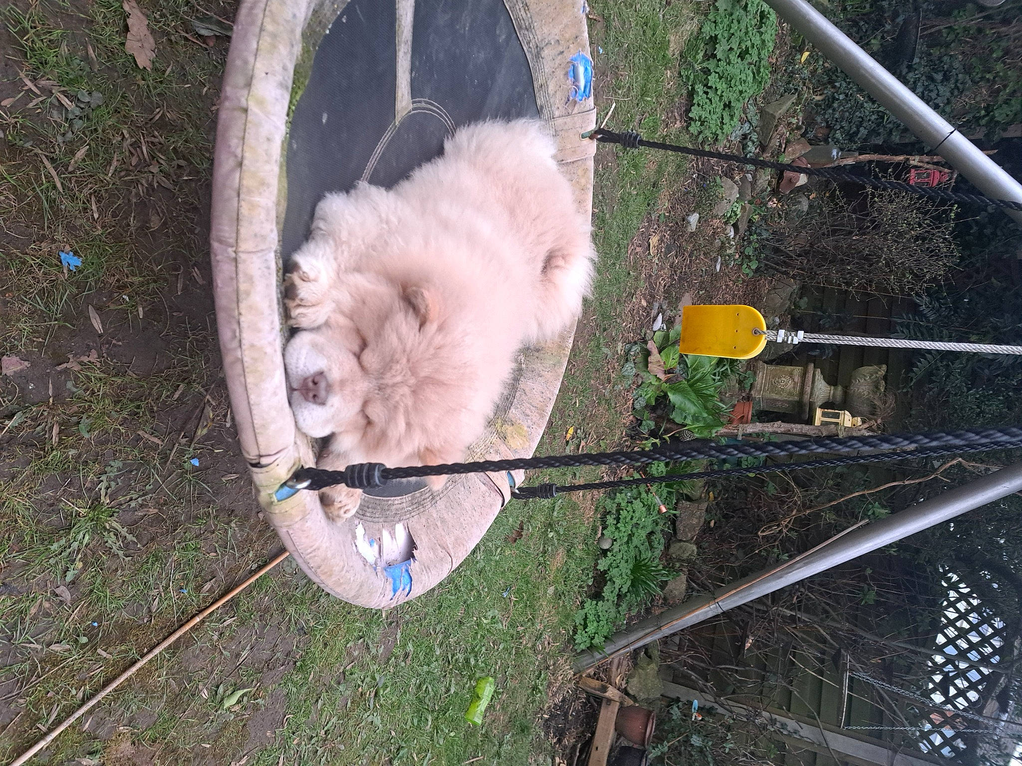 Quill joined the competition — help win amazing prizes! automotive_wheel_system, canidae, carnivore, companion_dog, dog, dog_breed, fawn, fur, german_spitz_klein, grass, japanese_spitz, plant, samoyed, sporting_group, tire, tree, vehicle, wheel, wildlife, working_animal