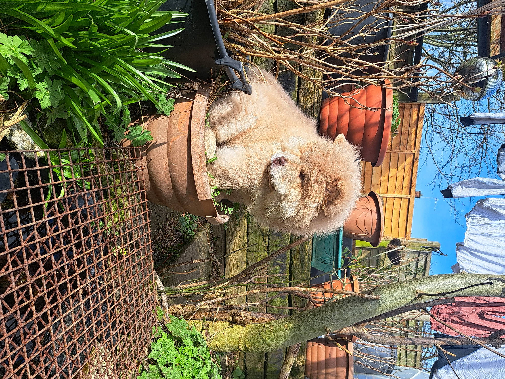 Quill joined the competition — help win amazing prizes! arecales, art, chainsaw_carving, fur, garden, grass, herb, landscape, mesh, organism, painting, plant, soil, terrestrial_animal, terrestrial_plant, tree, trunk, wildlife, wood, working_animal