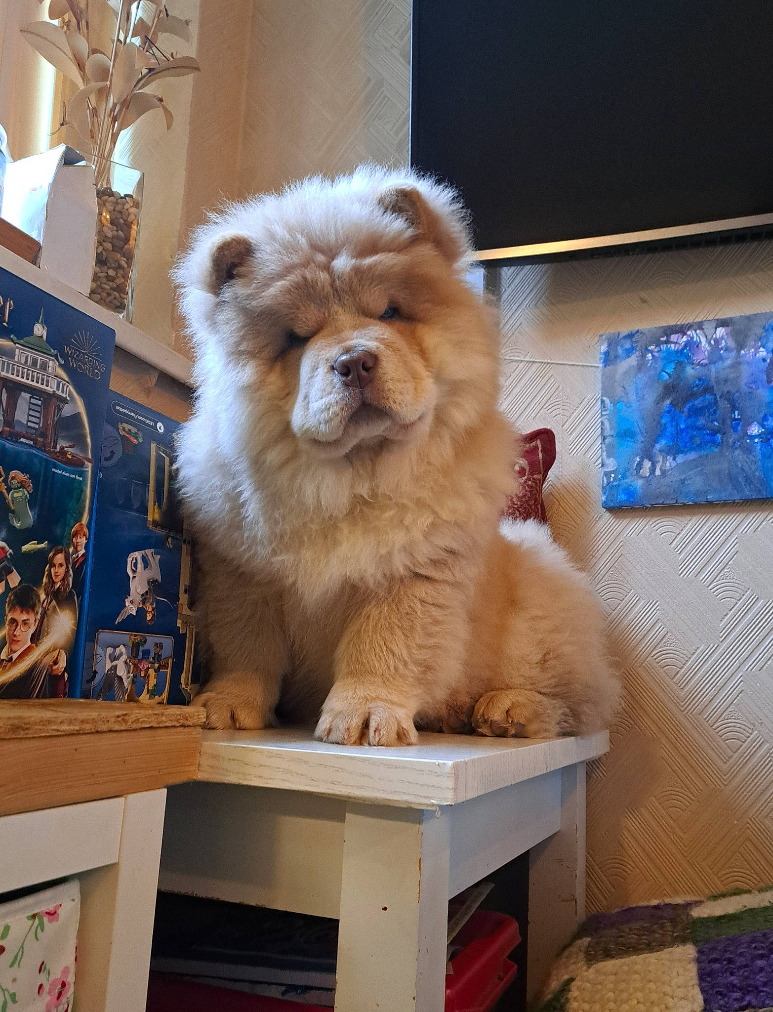 Quill joined the competition — help win amazing prizes! ancient_dog_breeds, canidae, carnivore, companion_dog, dog, dog_breed, fawn, felidae, fur, german_spitz, german_spitz_klein, non_sporting_group, snout, spitz, sporting_group, tail, terrestrial_animal, toy_dog, whiskers, working_animal