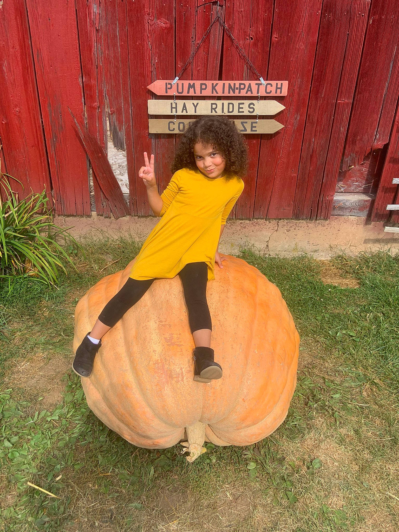 Royal is registered to the contest to win money with this photo: calabaza, cucurbita, grass, joy, person, plant, pumpkin, squash, tree, vegetable, winter_squash