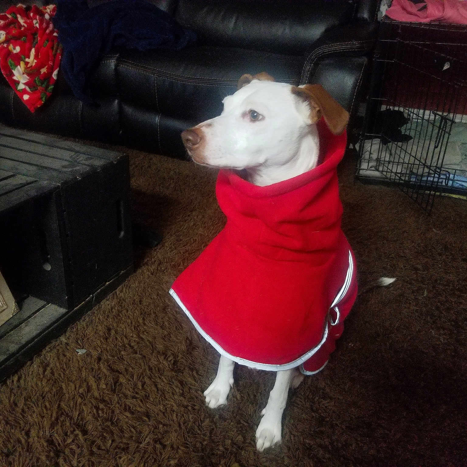 Rosie