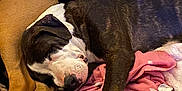 Jax is registered to the contest to win money with this photo: dog, sleeping, blanket, pink_blanket, brown_dog, black_and_white_dog, paw, resting, indoor, cozy, closeup, fur, animal, companion, relaxation, canine, friendship, comfort, nap, home