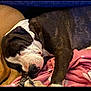 animal, black_and_white_dog, blanket, brown_dog, canine, closeup, comfort, companion, cozy, dog, friendship, fur, home, indoor, nap, paw, pink_blanket, relaxation, resting, sleeping