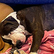 Jax is registered to the contest to win money with this photo: dog, sleeping, blanket, pink, brown, brindle, white, paw, cozy, resting, indoor, animal, pet, fur, companion, closeup, relaxation, snuggling, mammal, cute