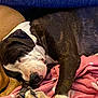 animal, blanket, brindle, brown, closeup, companion, cozy, cute, dog, fur, indoor, mammal, paw, pet, pink, relaxation, resting, sleeping, snuggling, white
