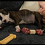 Jax joined the competition — help win amazing prizes! puppy, dog, sleeping, couch, blanket, toy, rope_toy, bone_toy, indoor, pet, cozy, resting, animal, fur, paw, cute, relaxation, domestic, young_dog, snuggle