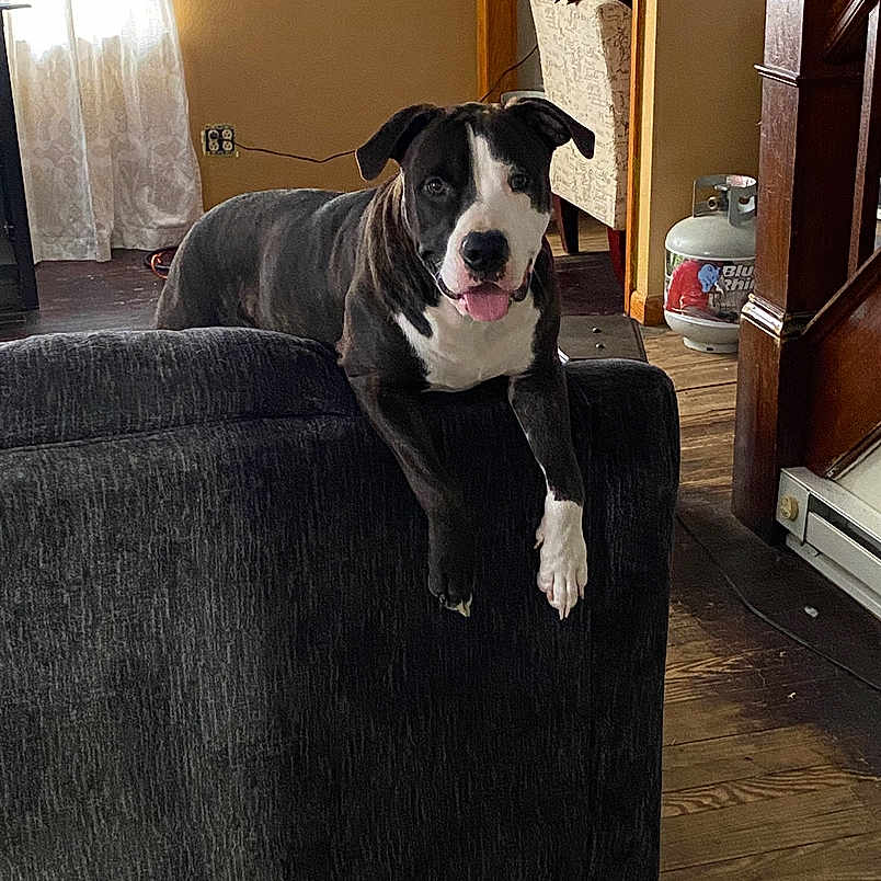 Jax is registered to the contest to win money with this photo: animal, black_and_white, canine, couch, curtains, dog, domestic, furniture, happy, home, indoor, living_room, looking_at_camera, pet, propane_tank, relaxed, resting, tongue_out, window, wooden_floor
