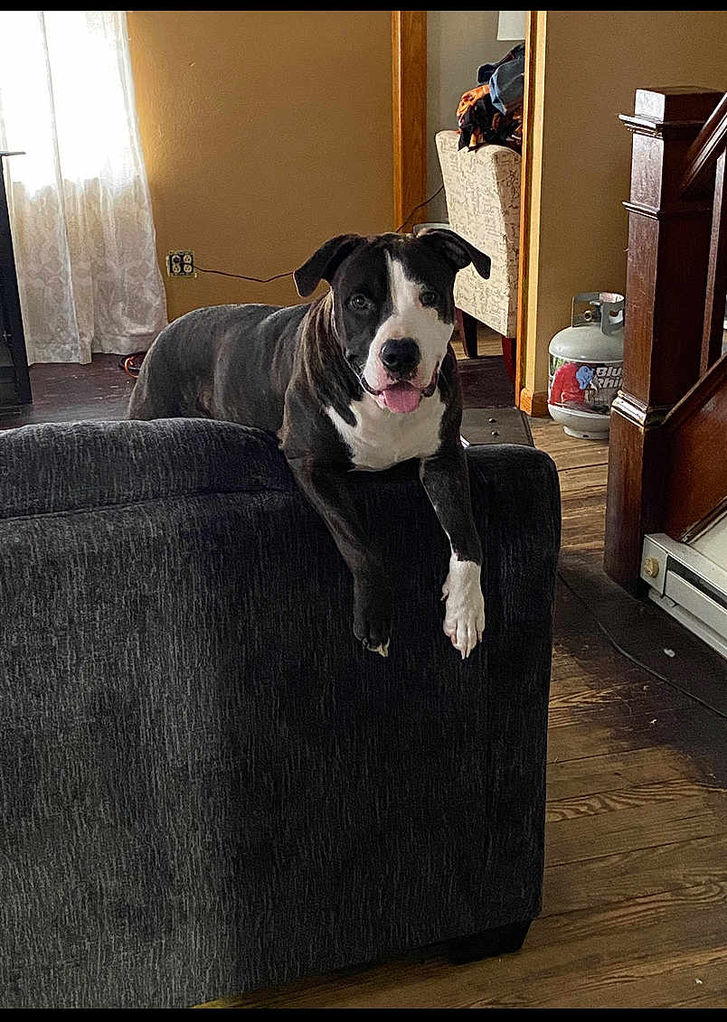 Jax is registered to the contest to win money with this photo: dog, black_and_white, couch, indoor, wooden_floor, propane_tank, window, curtains, tongue_out, pet, home, relaxed, furniture, living_room, animal, canine, domestic, resting, happy, looking_at_camera