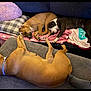 Jax joined the competition — help win amazing prizes! dog, sleeping, couch, blanket, pillow, pet, brown_dog, black_and_white_dog, resting, indoors, cozy, furniture, floor, foot, sock, relaxation, animal, companion, home, nap