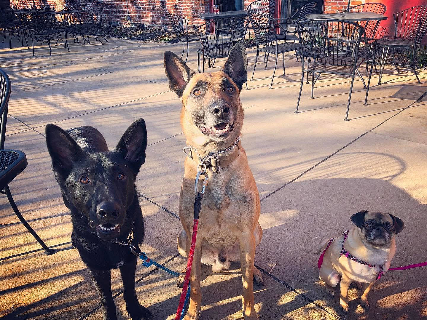 Jax joined the competition — help win amazing prizes! belgian_shepherd, belgian_shepherd_malinois, canidae, carnivore, dog, dog_breed, east_european_shepherd, german_shepherd_dog, mammal, rare_breed_dog, sky, snout, vertebrate, working_dog